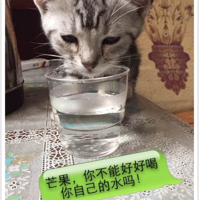 做假都柏林大学学院文凭